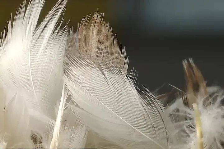 高位回落  冷冬未现羽绒制品销售遇冷  出口增长部分工厂产线忙AG真人国际金绒早报 羽毛绒原料年销售总量同比持平价格近期从(图1)